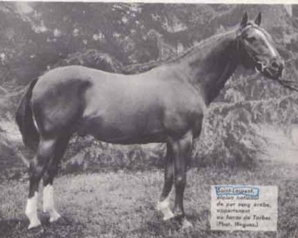 stallion Saint Laurent 1948 ox (Arabian thoroughbred, 1948, from Baroud II 1927 ox)