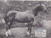 stallion Saint Laurent 1948 ox (Arabian thoroughbred, 1948, from Baroud II 1927 ox)