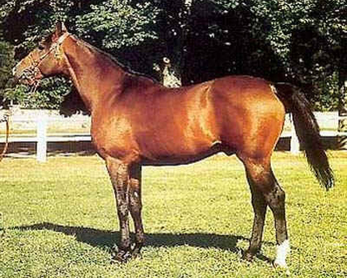Deckhengst Dormane 1984 ox (Vollblutaraber, 1984, von Manganate 1972 ox)