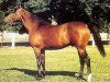 stallion Dormane 1984 ox (Arabian thoroughbred, 1984, from Manganate 1972 ox)