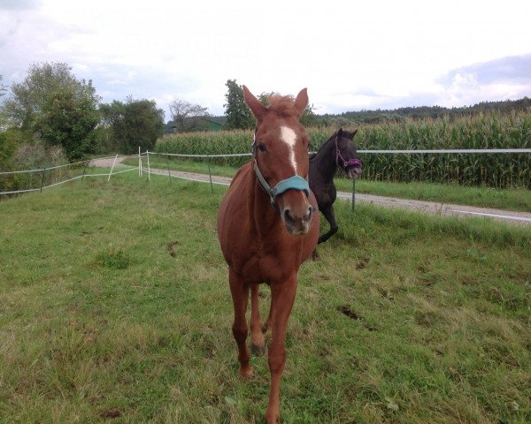 Zuchtstute Marimba (Trakehner, 1993, von Chardonnay)