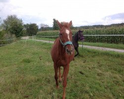 Pferd Marimba (Trakehner, 1993, von Chardonnay)