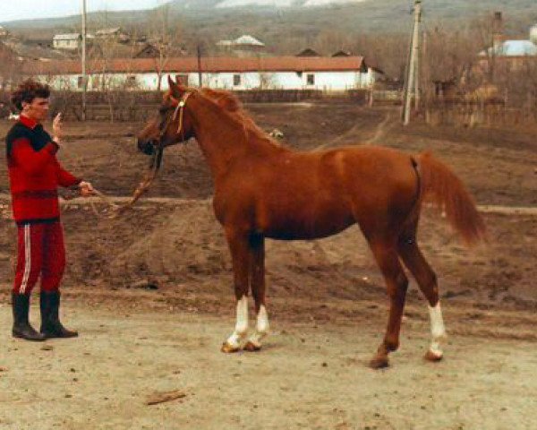broodmare Nasechka 1978 ox (Arabian thoroughbred, 1978, from Kumir 1973 ox)