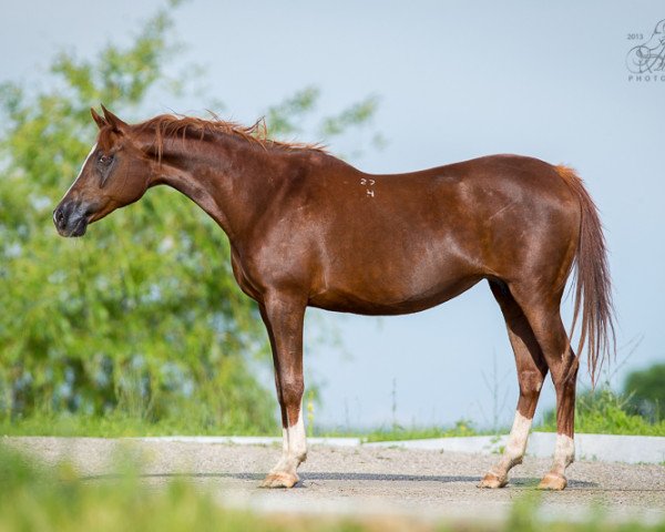 broodmare Nahodka 1994 ox (Arabian thoroughbred, 1994, from Drug 1985 ox)