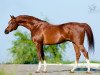 stallion Nonius 2001 ox (Arabian thoroughbred, 2001, from Nougatin 1994 ox)