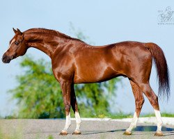 stallion Nonius 2001 ox (Arabian thoroughbred, 2001, from Nougatin 1994 ox)