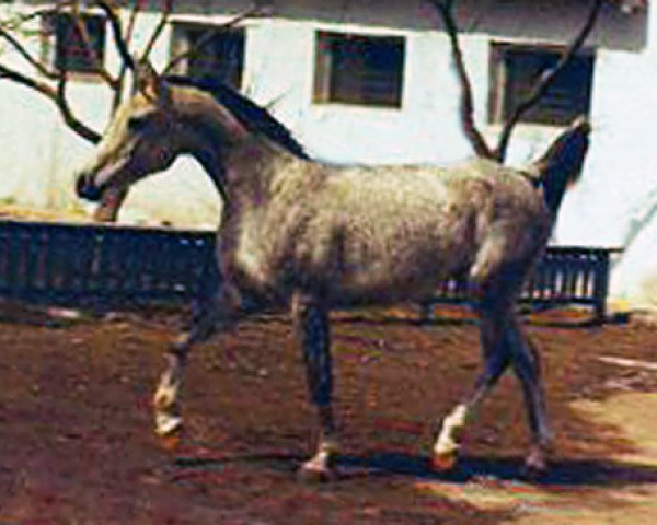 Zuchtstute Karinka 1974 ox (Vollblutaraber, 1974, von Aswan 1958 EAO)