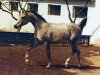 broodmare Karinka 1974 ox (Arabian thoroughbred, 1974, from Aswan 1958 EAO)