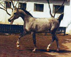 broodmare Karinka 1974 ox (Arabian thoroughbred, 1974, from Aswan 1958 EAO)