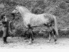 stallion Prizrak 1970 ox (Arabian thoroughbred, 1970, from Kankan 1954 ox)