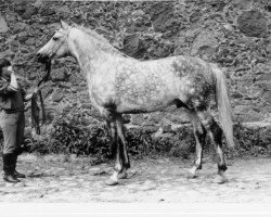 stallion Prizrak 1970 ox (Arabian thoroughbred, 1970, from Kankan 1954 ox)