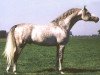 stallion Drug 1985 ox (Arabian thoroughbred, 1985, from Prizrak 1970 ox)