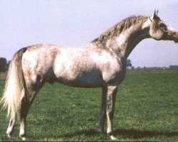 stallion Drug 1985 ox (Arabian thoroughbred, 1985, from Prizrak 1970 ox)