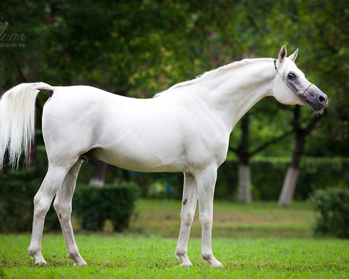 stallion Madiar 1994 ox (Arabian purebred, 1994, from Drug 1985 ox)