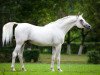 stallion Madiar 1994 ox (Arabian thoroughbred, 1994, from Drug 1985 ox)