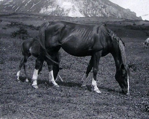 Zuchtstute Rissalma EAO (Vollblutaraber, 1932, von Shareer 1923 ox)