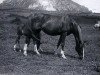broodmare Rissalma EAO (Arabian thoroughbred, 1932, from Shareer 1923 ox)