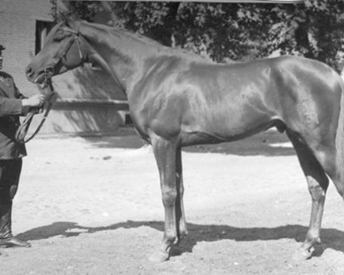 stallion Sport 1957 ox (Arabian purebred, 1957, from Priboj 1944 ox)