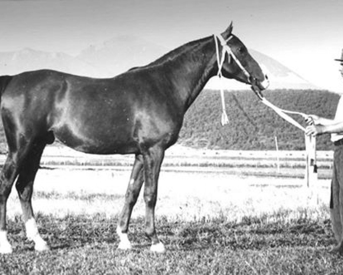 Deckhengst Korej 1939 ox (Vollblutaraber, 1939, von Kann 1927 ox)