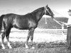 stallion Korej 1939 ox (Arabian thoroughbred, 1939, from Kann 1927 ox)