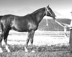 stallion Korej 1939 ox (Arabian thoroughbred, 1939, from Kann 1927 ox)