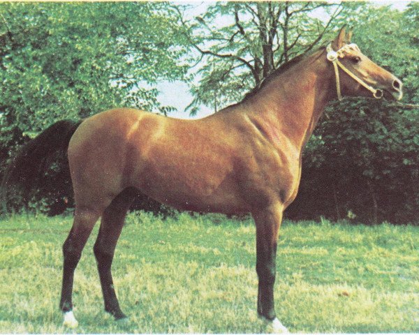 Deckhengst Naftalin 1977 ox (Vollblutaraber, 1977, von Topol 1958 ox)