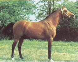 stallion Naftalin 1977 ox (Arabian thoroughbred, 1977, from Topol 1958 ox)