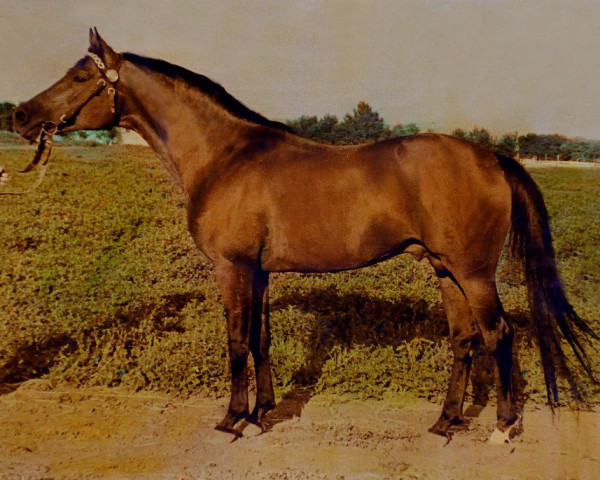 Deckhengst Topol 1958 ox (Vollblutaraber, 1958, von Priboj 1944 ox)