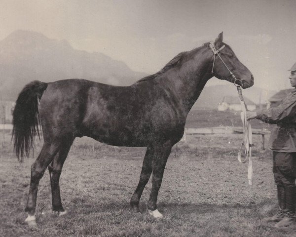 Deckhengst Ofir 1933 ox (Vollblutaraber, 1933, von Kuhailan Haifi 1923 DB)
