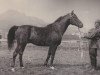 stallion Ofir 1933 ox (Arabian thoroughbred, 1933, from Kuhailan Haifi 1923 DB)