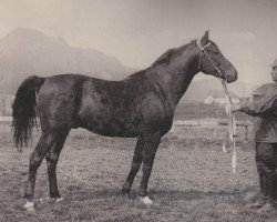 stallion Ofir 1933 ox (Arabian thoroughbred, 1933, from Kuhailan Haifi 1923 DB)