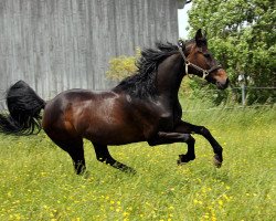 broodmare Wealthy CE (Hanoverian, 2000, from Wolkenstein II)