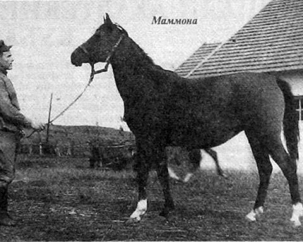 broodmare Mammona 1939 ox (Arabian thoroughbred, 1939, from Ofir 1933 ox)