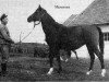 broodmare Mammona 1939 ox (Arabian thoroughbred, 1939, from Ofir 1933 ox)