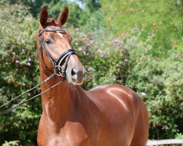 dressage horse Francesca Kwr (Hanoverian, 2013, from Fürst Nymphenburg)