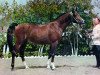 stallion Arax 1952 ox (Arabian thoroughbred, 1952, from Amurath Sahib 1932 ox)