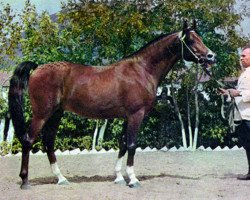 Deckhengst Arax 1952 ox (Vollblutaraber, 1952, von Amurath Sahib 1932 ox)