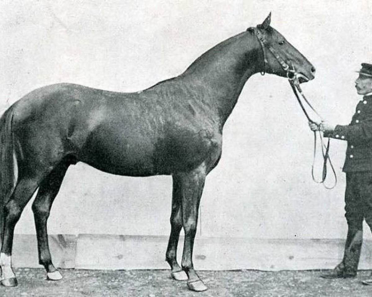 stallion Djebel 1906 ox (Arabian purebred, 1906, from Sinai ox)