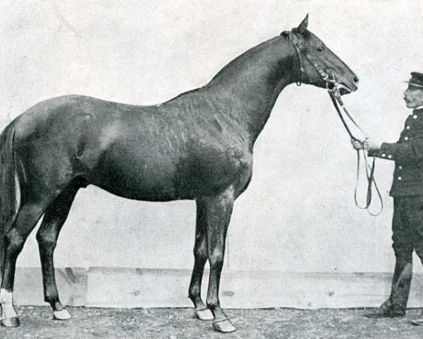 stallion Djebel 1906 ox (Arabian thoroughbred, 1906, from Sinai ox)