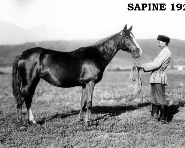 Zuchtstute Sapine 1923 ox (Vollblutaraber, 1923, von Djebel 1906 ox)