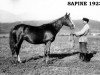 broodmare Sapine 1923 ox (Arabian thoroughbred, 1923, from Djebel 1906 ox)