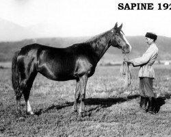 broodmare Sapine 1923 ox (Arabian thoroughbred, 1923, from Djebel 1906 ox)