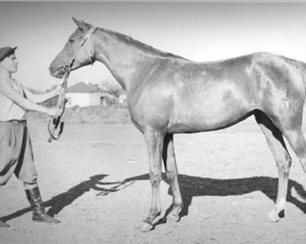broodmare Soljanka II 1948 ox (Arabian thoroughbred, 1948, from Skrzyp ox)
