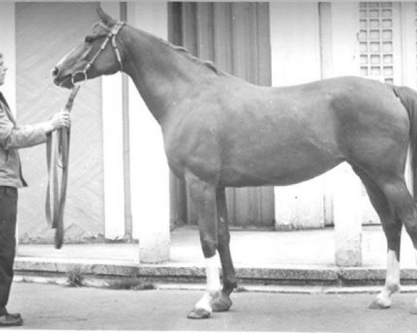 broodmare Sapina 1959 ox (Arabian thoroughbred, 1959, from Arax 1952 ox)
