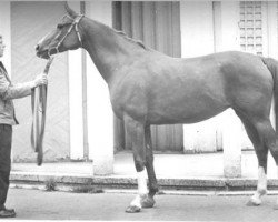 broodmare Sapina 1959 ox (Arabian thoroughbred, 1959, from Arax 1952 ox)