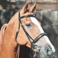 broodmare Papagena (Austrian Warmblood, 1991, from Wembley)