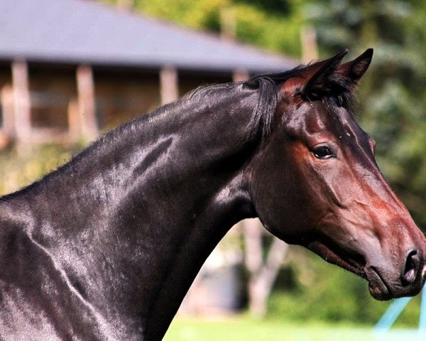 broodmare Flame of Quaterback (Austrian Warmblood, 2009, from Quaterback)