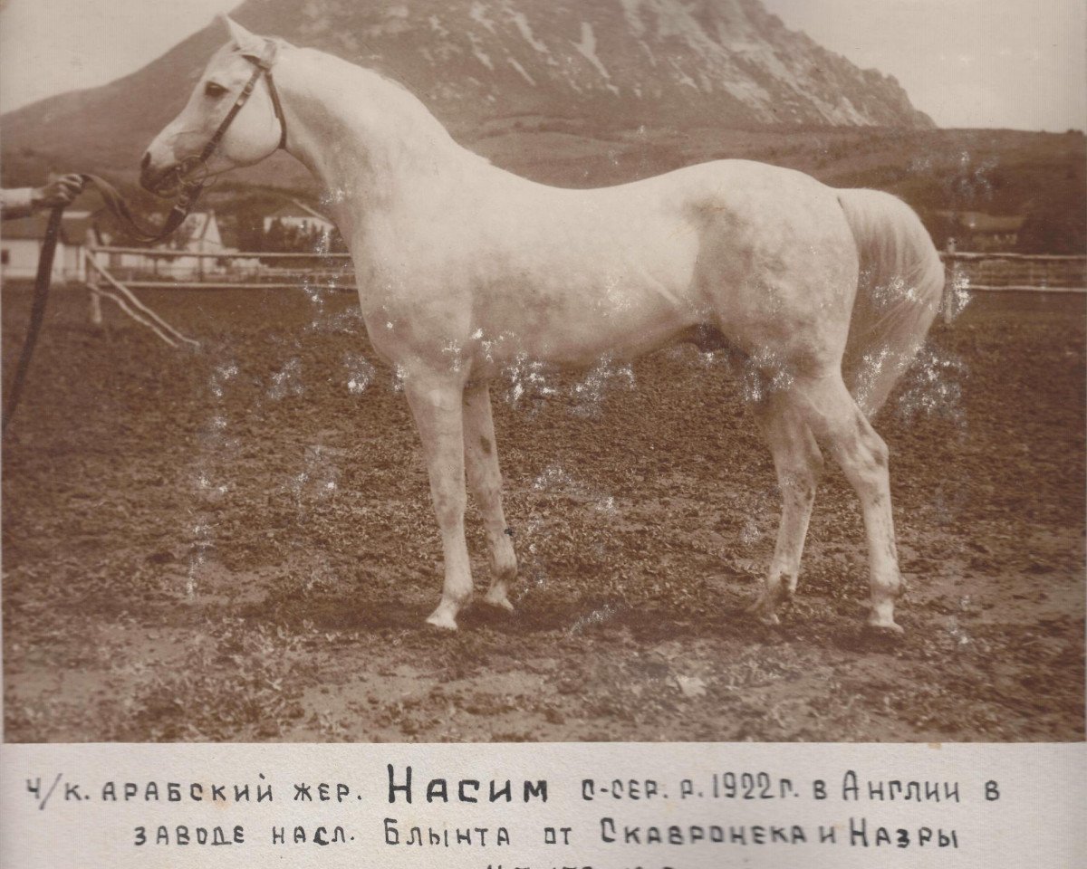 stallion Naseem 1922 ox (Arabian purebred, 1922, from Skowronek 1909 ox)