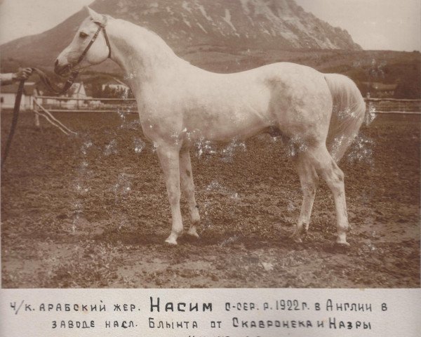 stallion Naseem 1922 ox (Arabian thoroughbred, 1922, from Skowronek 1909 ox)