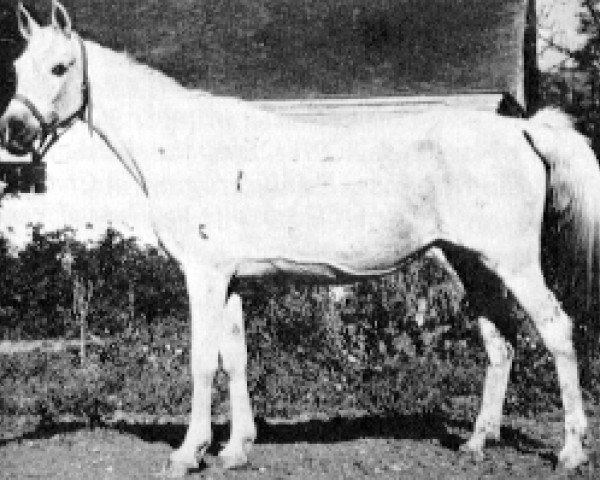 broodmare Nezhenka 1944 ox (Arabian thoroughbred, 1944, from Naseem 1922 ox)